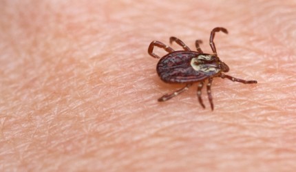 Kullancsok - Tények és tévhitek